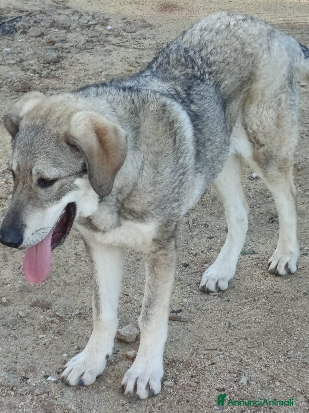 Meticcio cani in regalo: BALÙ CUCCIOLONE CERCA CASA - Annuncio 4