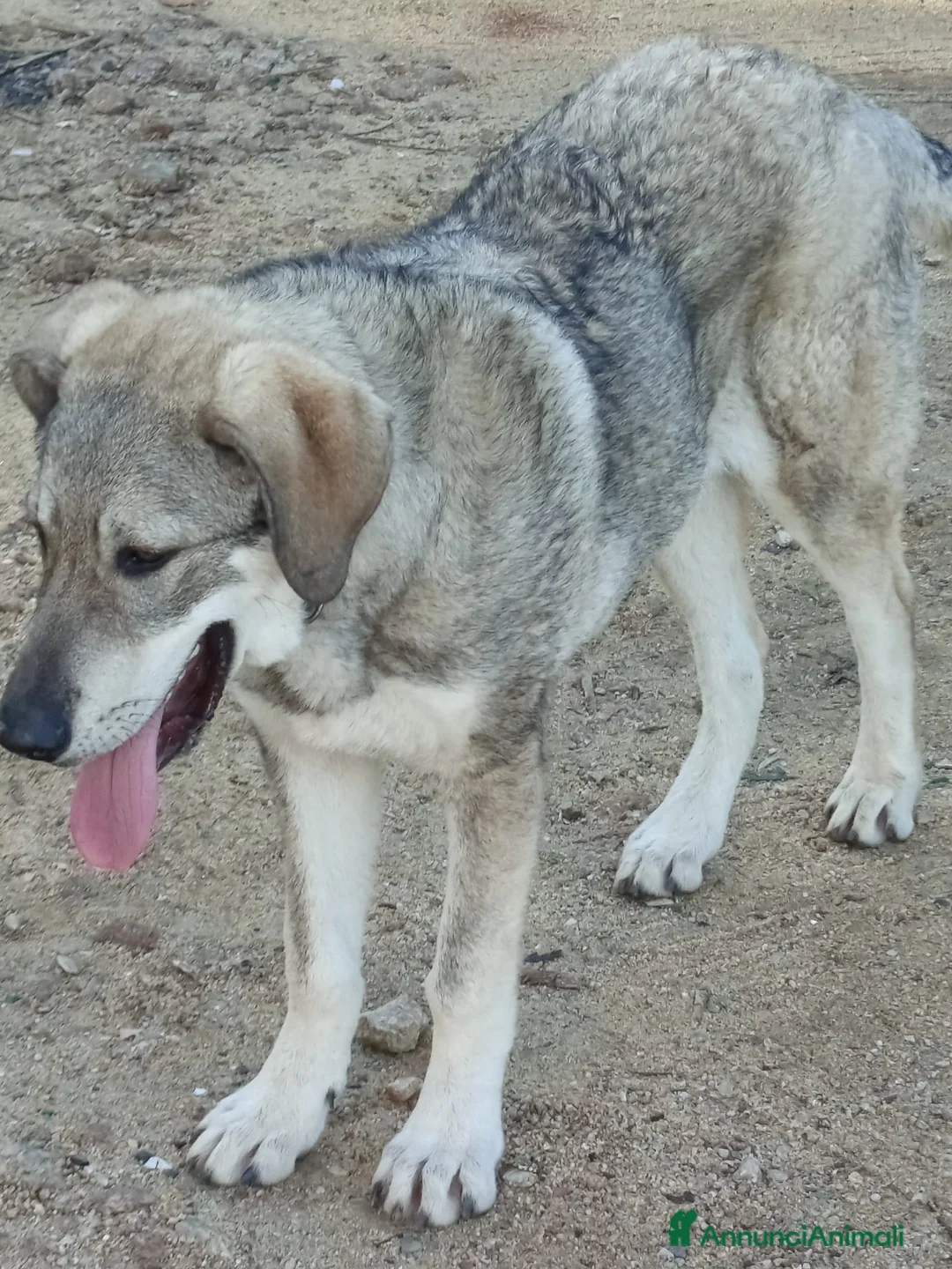 Meticcio cani in regalo: BALÙ CUCCIOLONE CERCA CASA - Annuncio 4