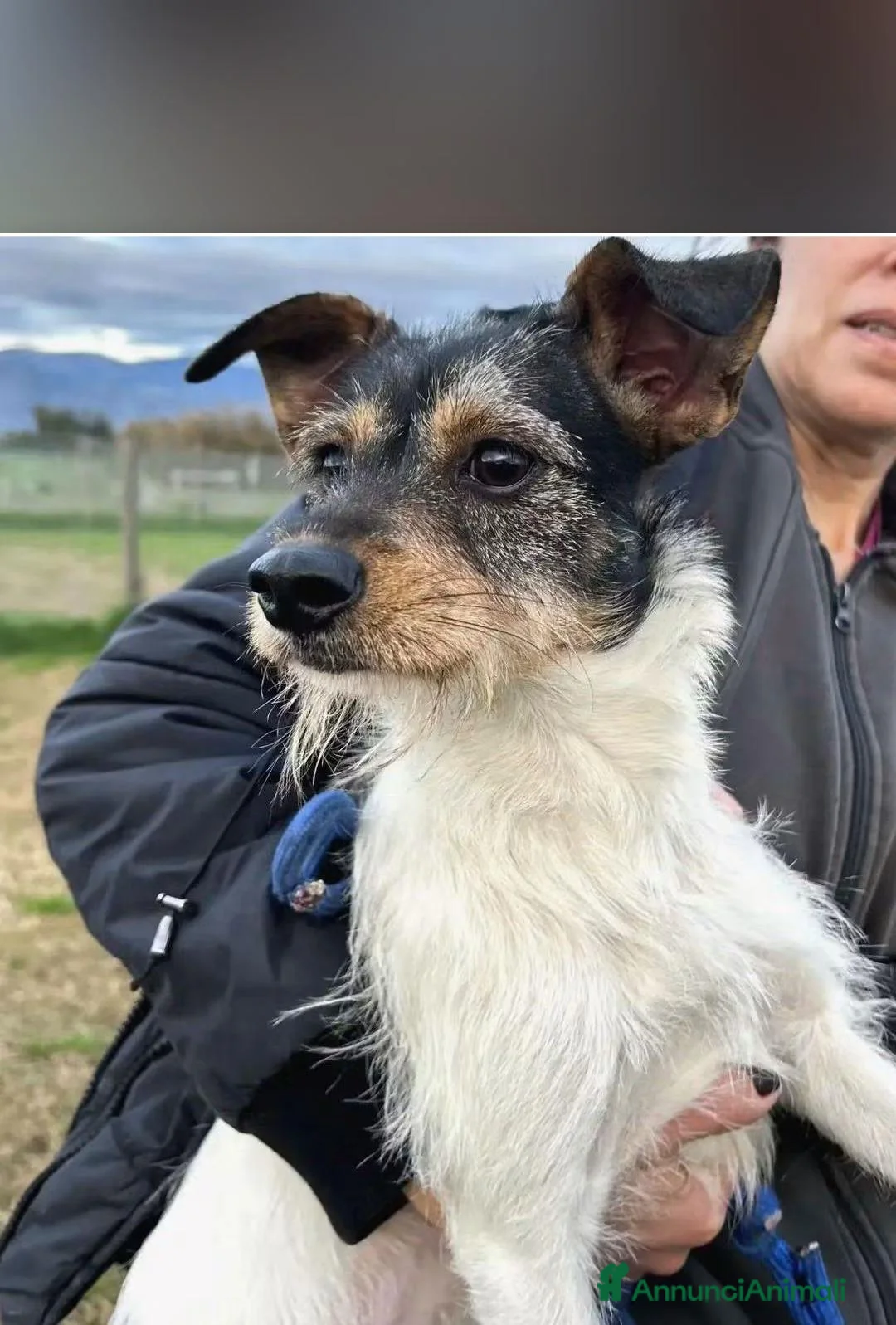 Meticcio cani in regalo: All' Star, scricciola in cerca di adozione  - Annuncio 1