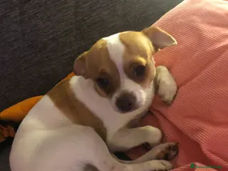 Chihuahua cani Chihuahua - Annuncio 2