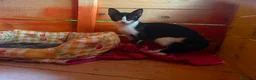 Europeo gatti in regalo: Gattine di tre mesi - Annuncio 11