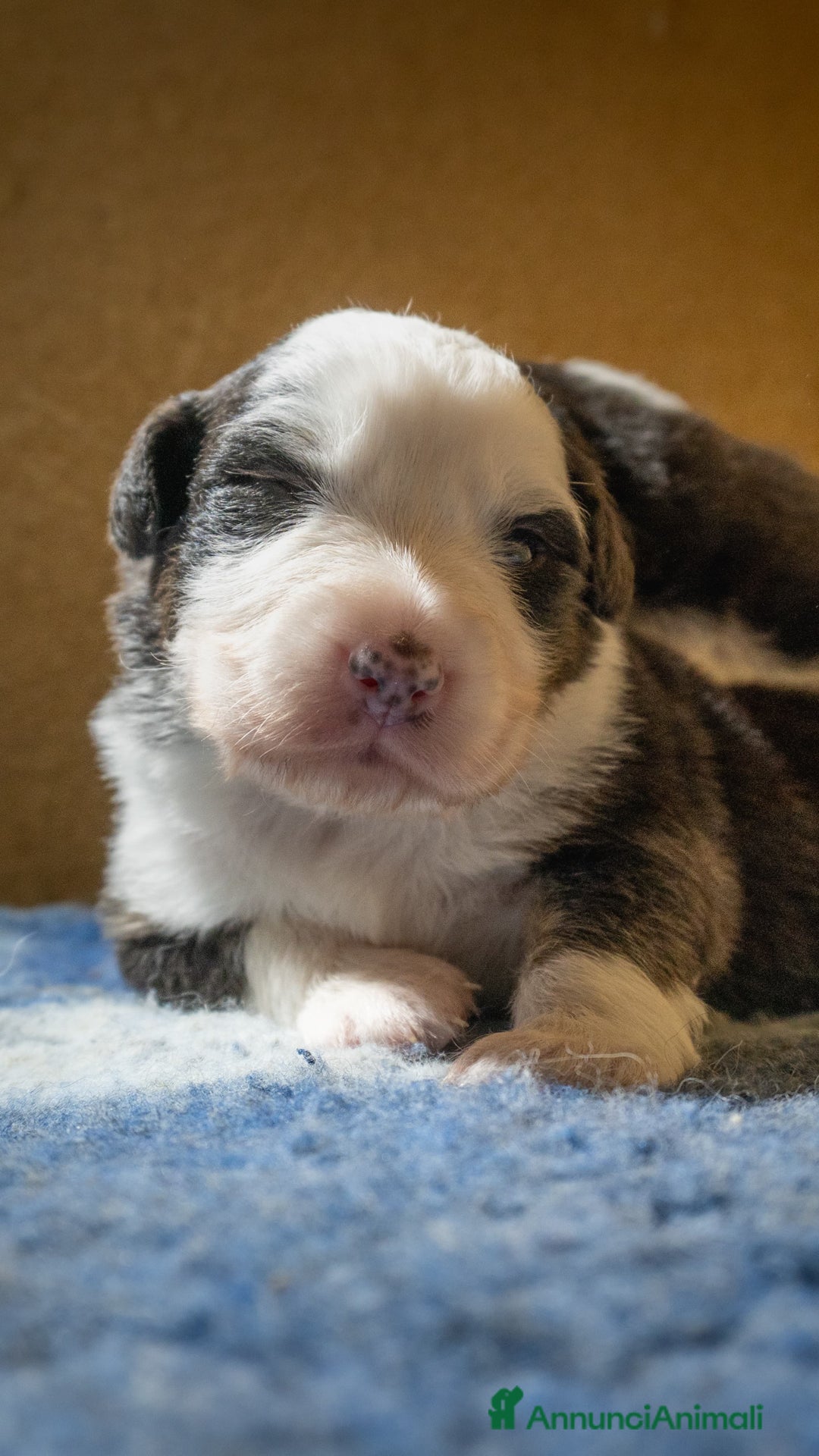 Australian Shepherd cani in vendita: Australian Shepherd  - Annuncio 25