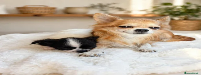 Lila