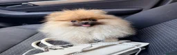 Spitz cani in vendita: Spitz tedesco nano a Provincia di Ancona - Annuncio 10