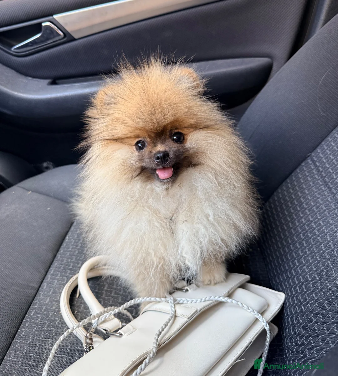 Spitz cani in vendita: Spitz tedesco nano a Provincia di Ancona - Annuncio 10