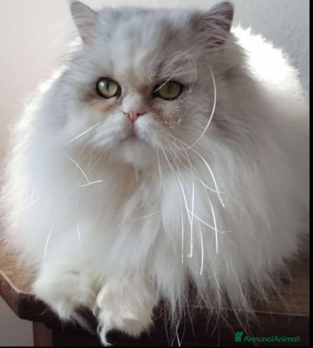 Immagine della galleria {{count}}