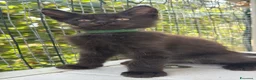 Maine Coon gatti in vendita: Cucciolo di maine coon manto nero (Daiquiri) - Annuncio 3