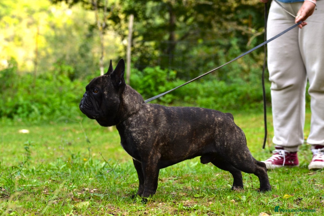 Bulldog Francese cani in vendita: Maschio bringee  - Annuncio 3