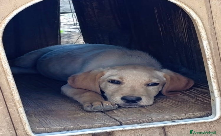 Meticcio cani - Annuncio 14