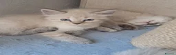Siberiano gatti in vendita: Cucciolo siberiano neva  - Annuncio 5