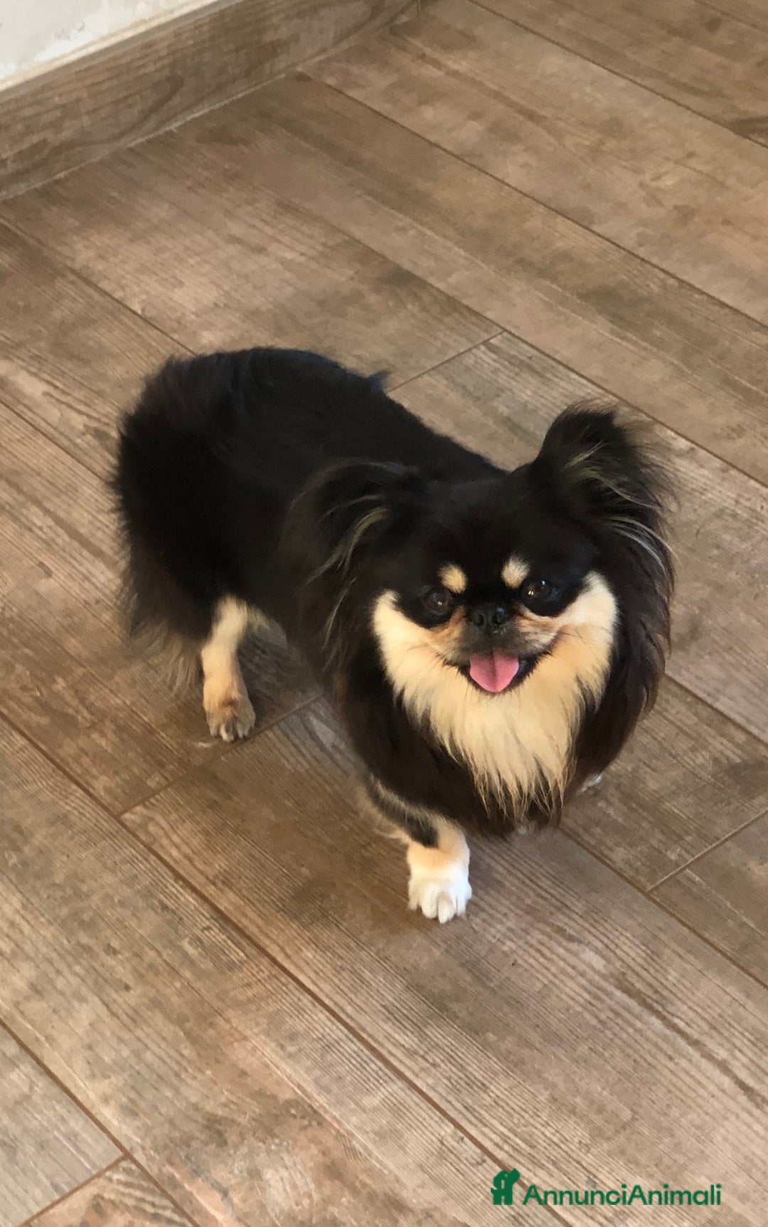 Chihuahua cani in vendita: Chihuahua adulta a Provincia di Brescia - Immagine 4