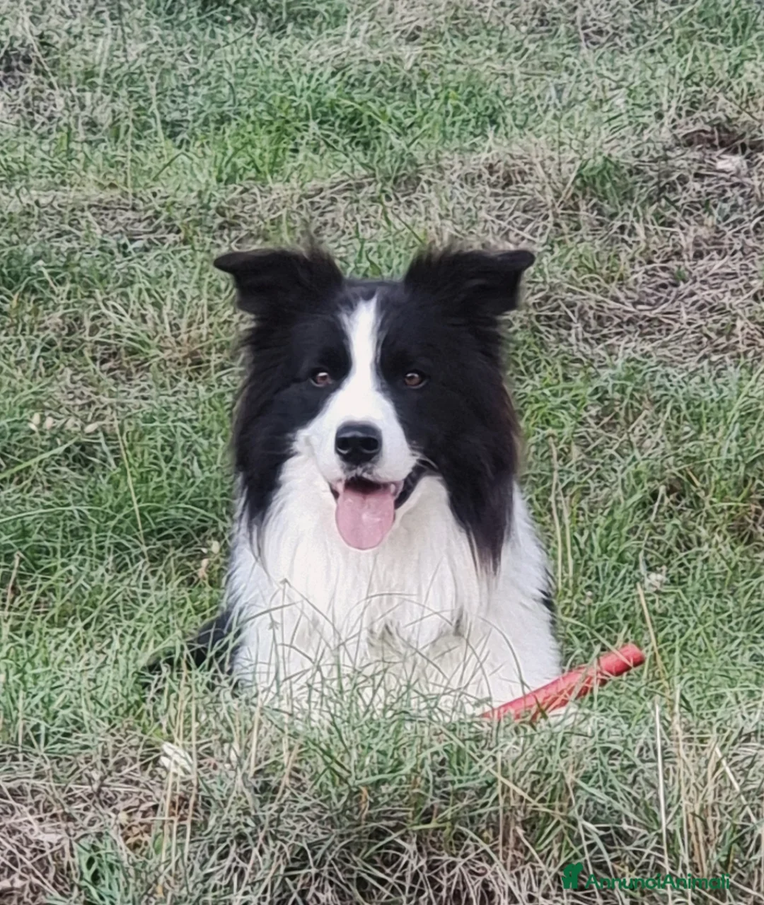 Bearded Collie cani per accoppiamento: border collie per monta - Annuncio 5
