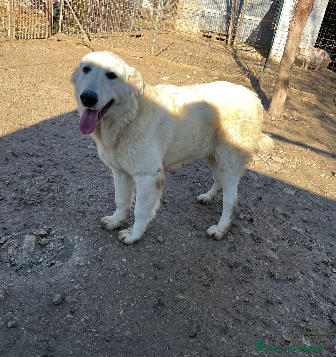 Meticcio cani in regalo: IL DOLCISSIMO LUCKY a Provincia di Pistoia - Annuncio 1