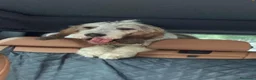 Meticcio cani in regalo:  Oscar Maschio taglia media a Città Metropolitana di Torino - Annuncio 1