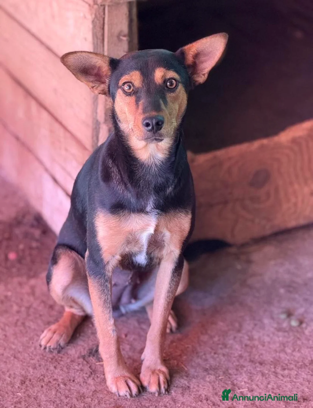 Meticcio cani in regalo: ENA, simpaticissima orecchiona! TAGLIA PICCOLA - Annuncio 1