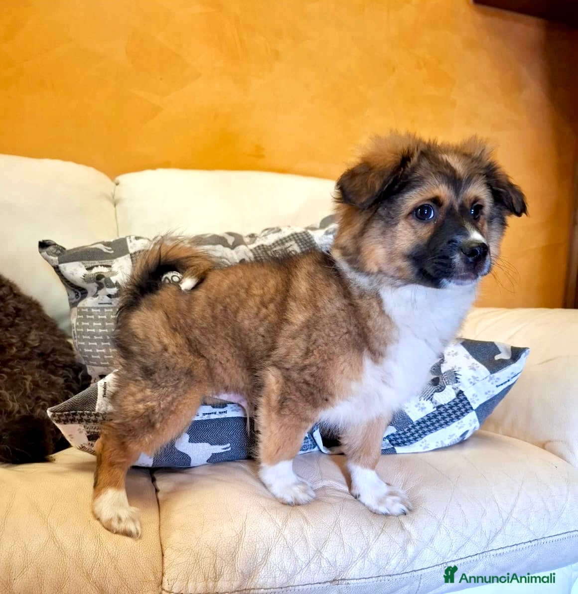 Meticcio cani Cucciolo taglia piccola 3 mesi - Annuncio 1