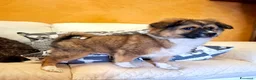 Meticcio cani in regalo: Cucciolo taglia piccola 3 mesi - Annuncio 1