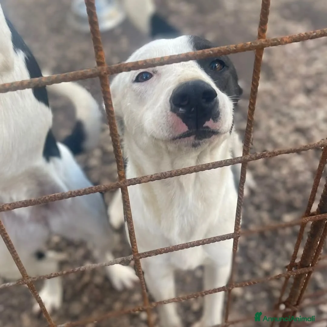 Meticcio cani in regalo: Gypsy peperina dal cuore grande - Annuncio 7
