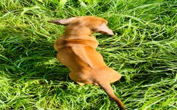 Rhodesian Ridgeback cani in vendita: Cuccioli pronti ad essere accolti  - Immagine 7