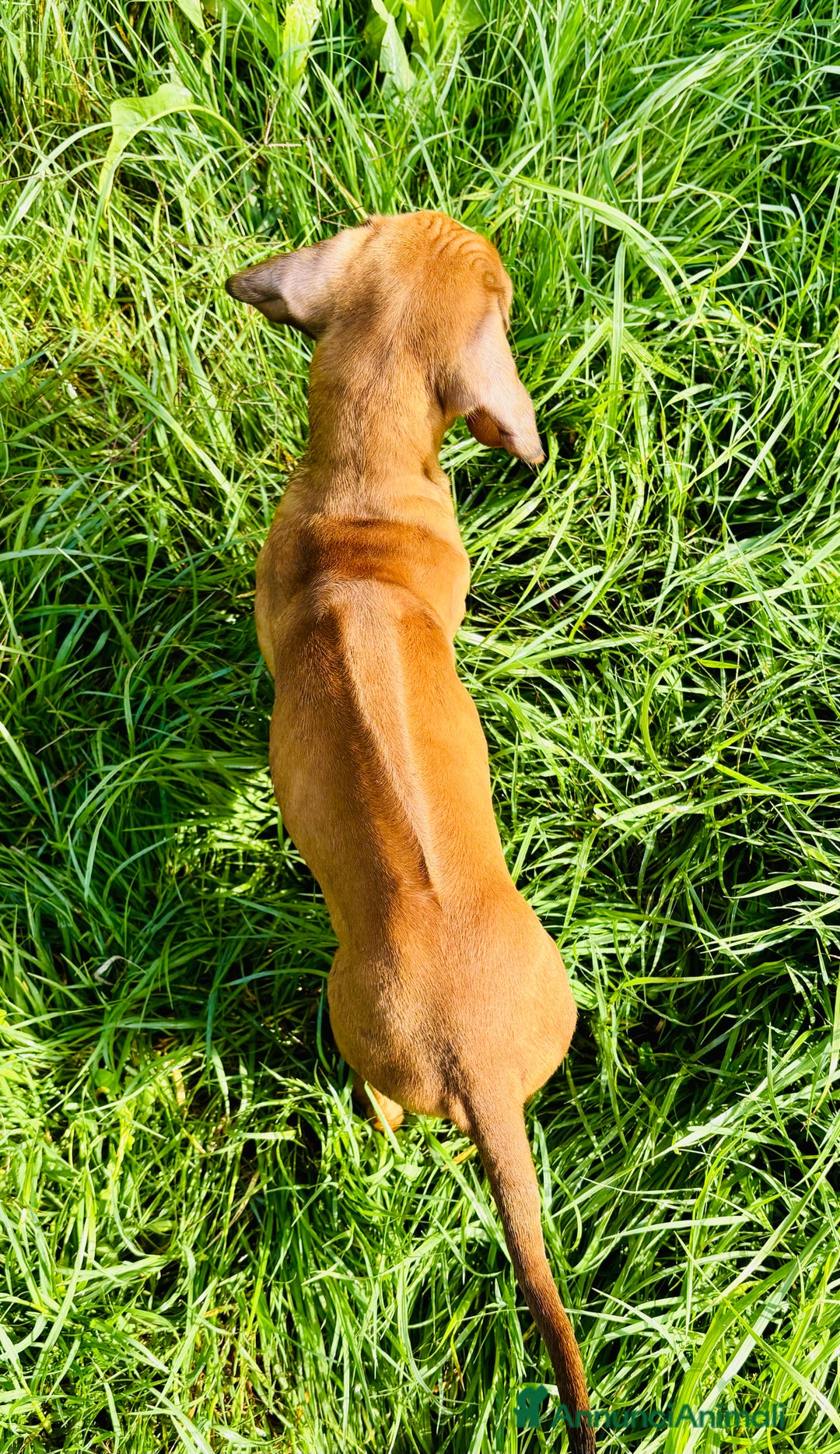 Rhodesian Ridgeback cani in vendita: Cuccioli pronti ad essere accolti  - Immagine 7