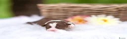 Australian Shepherd cani in vendita: Cuccioli pastore australiano con pedigree a Provincia di Parma - Annuncio 6