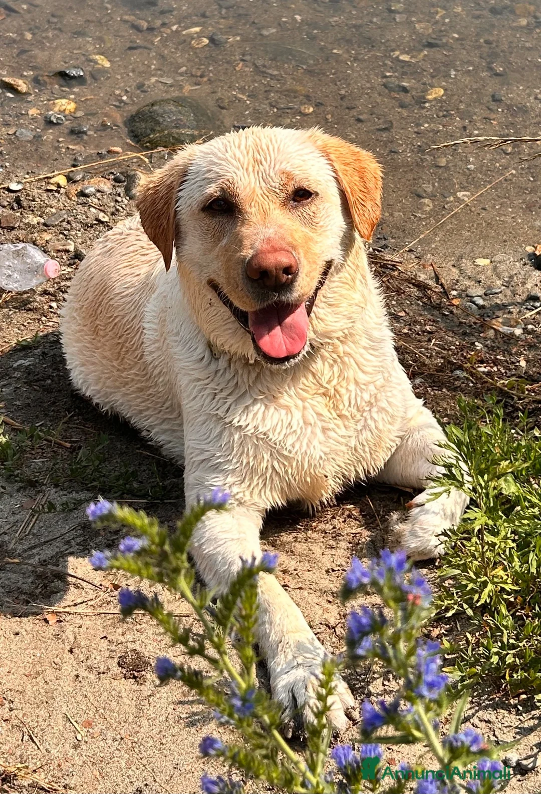 Labrador cani in regalo: Labrador  a Provincia del Verbano-Cusio-Ossola - Annuncio 1