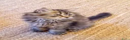 Siberiano gatti in vendita: Bellissimo cucciolo siberiano a Città Metropolitana di Bologna - Annuncio 15
