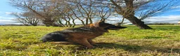 Pastore Tedesco cani per accoppiamento: Rey cerca femmina per riproduzione  - Annuncio 5