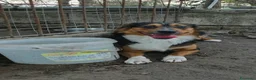 Meticcio cani in regalo: jack cucciolo tenerissimo - Annuncio 5