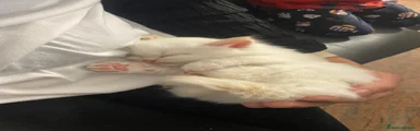 Siberiano Gattino 2