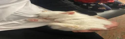 Siberiano gatti in vendita: Disponili cuccioli siberiani! Occhi azzurri! - Annuncio 7