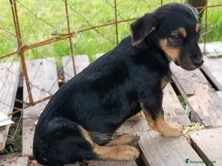 Bassotto cani LEO, adorabile cucciolo mix BASSOTTO! 3 MESI - Annuncio 32