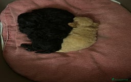 Barboncino Toy cani in vendita: Barboncini Toy - Annuncio 5