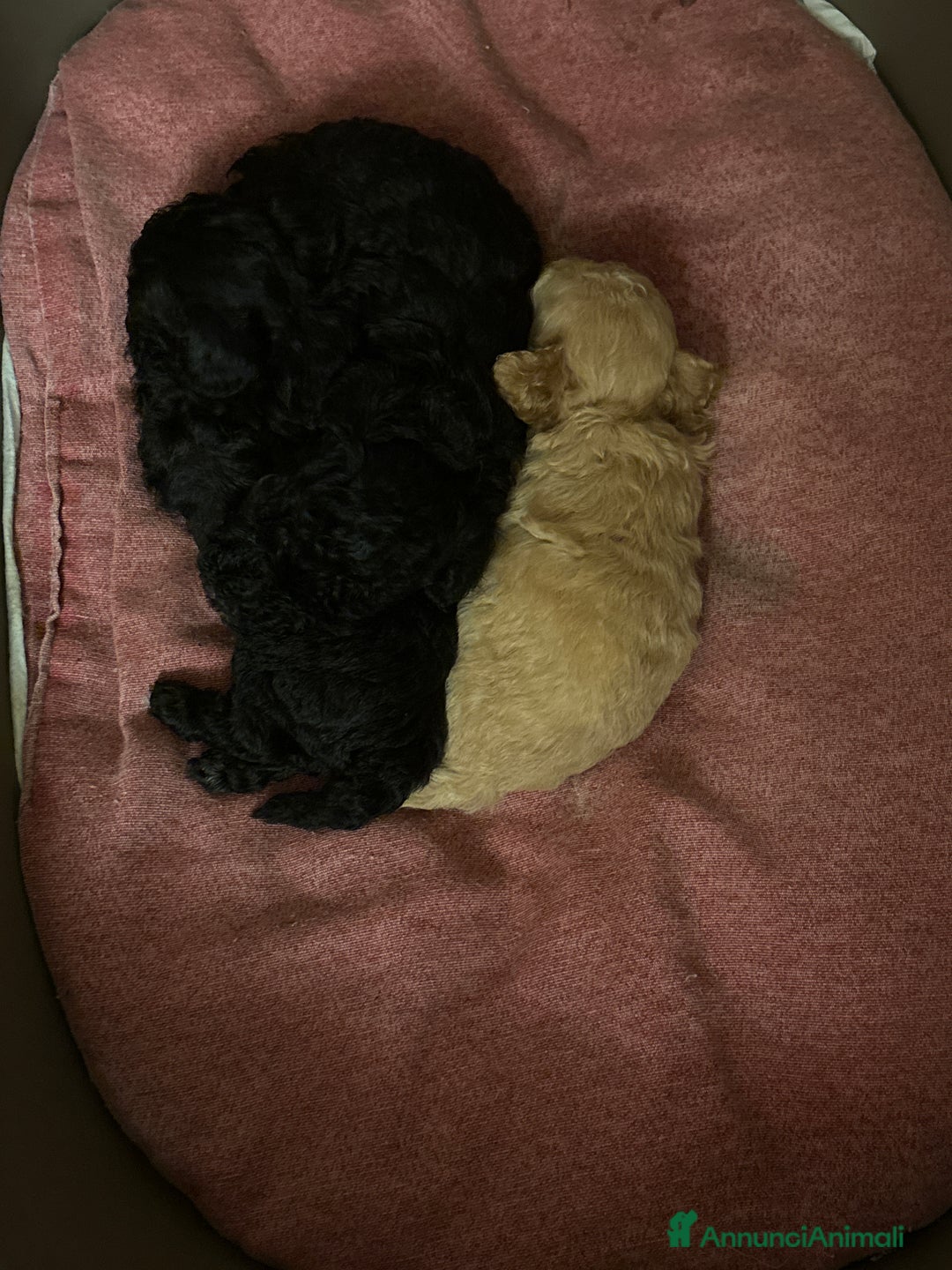 Barboncino Toy cani in vendita: Barboncini Toy - Annuncio 5