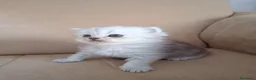 Persiano gatti in vendita: Cinque cuccioli di persiano - Annuncio 4
