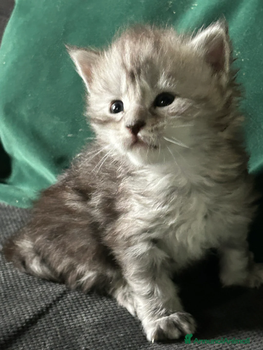 Maine Coon gatti in vendita: Maine Coon  - Annuncio 1