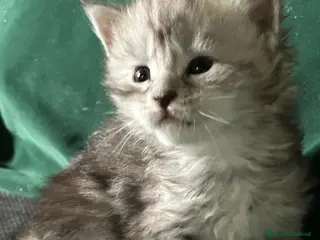 Maine Coon gatti Maine Coon - Annuncio 1