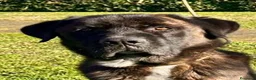 Meticcio cani in regalo: Simil Corso 5 anni - Annuncio 4
