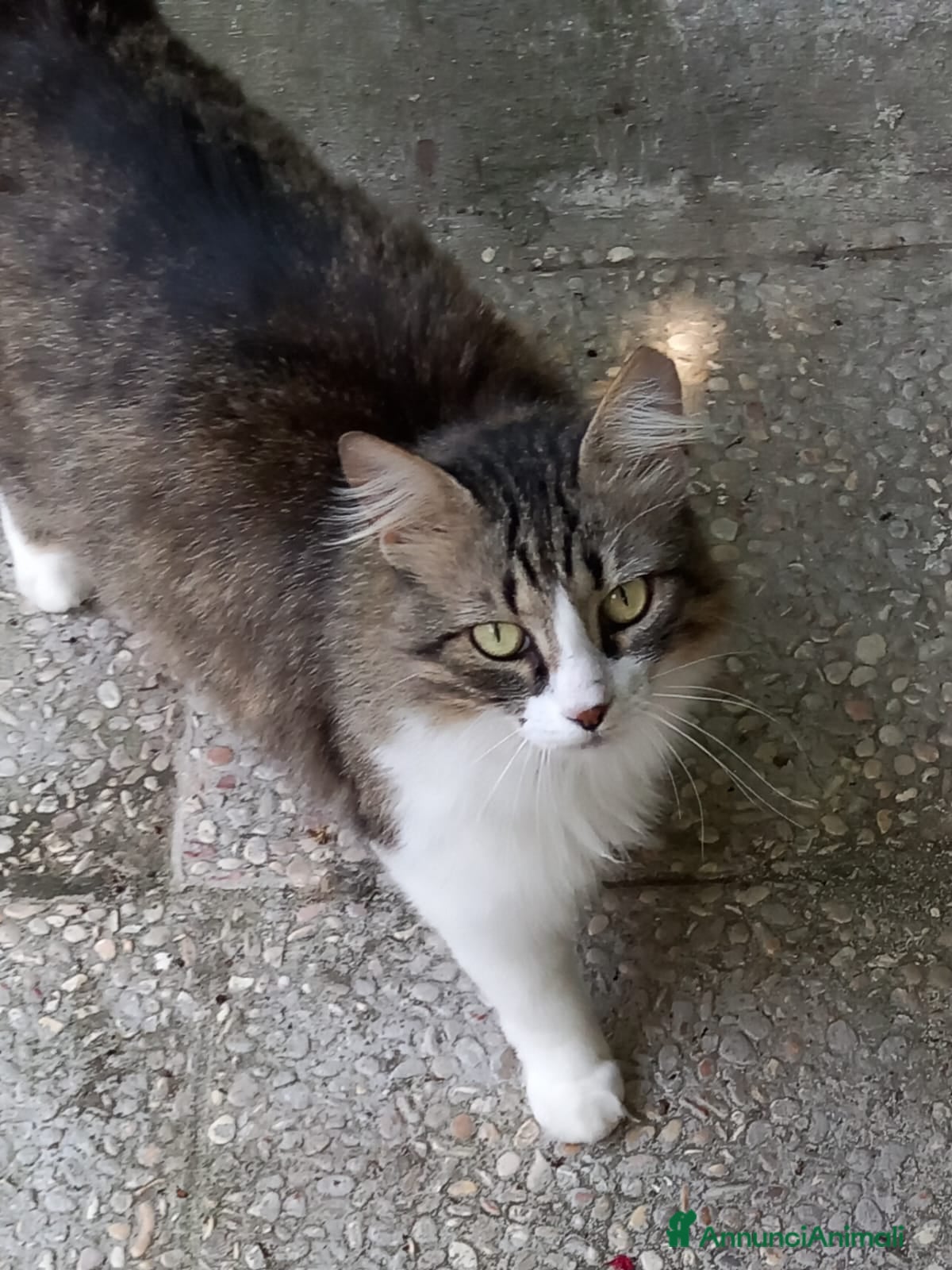 Europeo gatti Dolcissima, super coccolona micia Blu  - Annuncio 1
