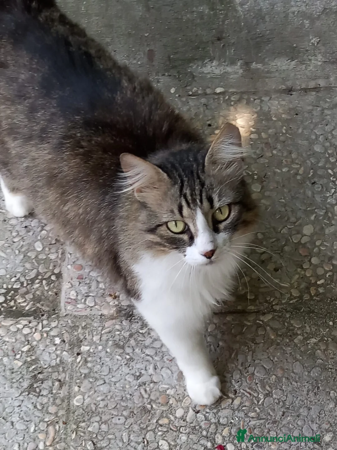 Europeo gatti in regalo: Dolcissima, super coccolona micia Blu  - Annuncio 1