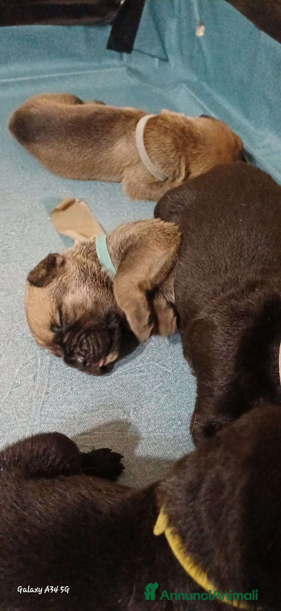 Cane Corso cani in vendita: Cuccioli Cane Corso a Città metropolitana di Palermo - Annuncio 2