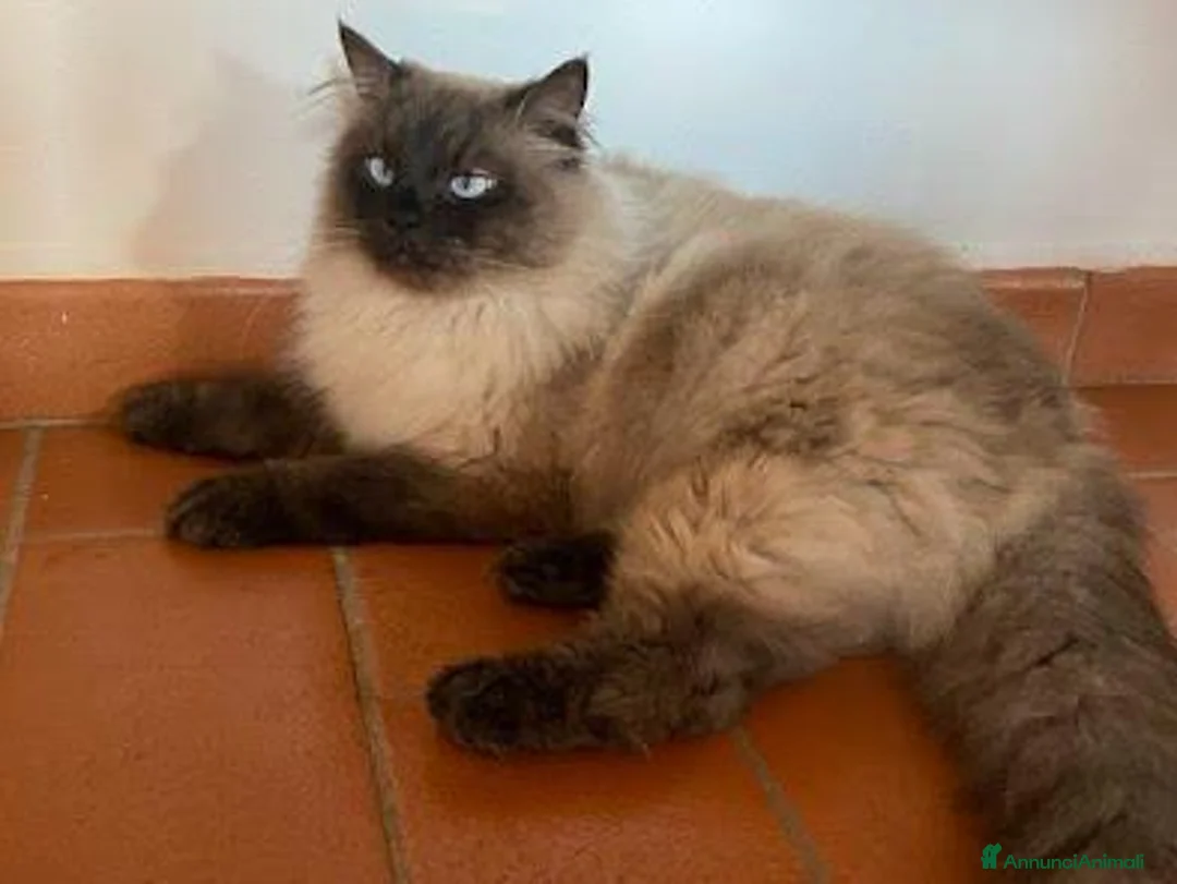 Siberiano gatti in regalo: Achille a Città Metropolitana di Firenze - Annuncio 1