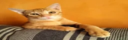 Meticcio gatti in regalo: 6 mesi, sano, ok cani e gatti  - Annuncio 2