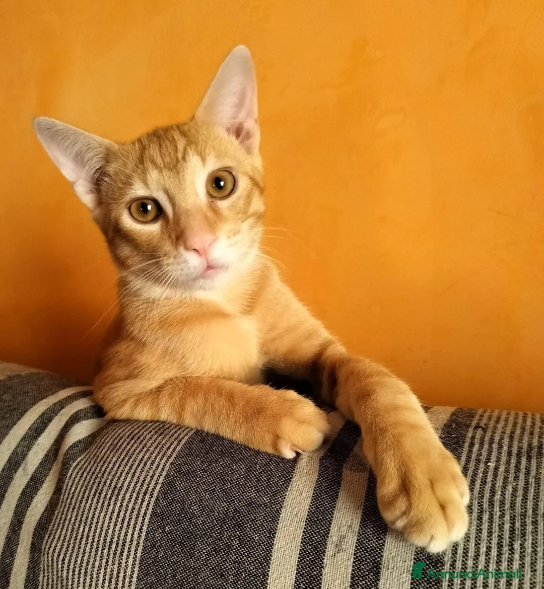 Meticcio gatti in regalo: 6 mesi, sano, ok cani e gatti  - Annuncio 2