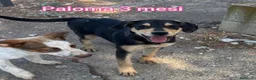 Meticcio cani in regalo: CUCCIOLI: URGENTE, TEMPO SCADUTO  a Provincia di Arezzo - Annuncio 7