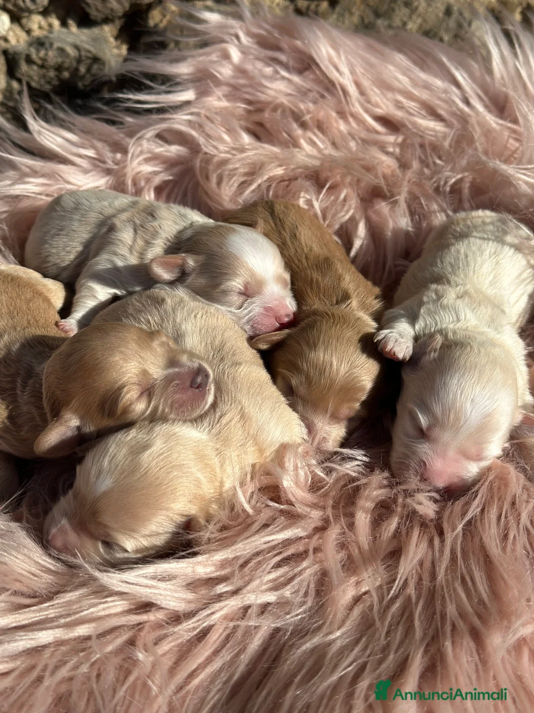 Maltipoo cani in vendita: Cuccioli di Maltipoo - Annuncio 1