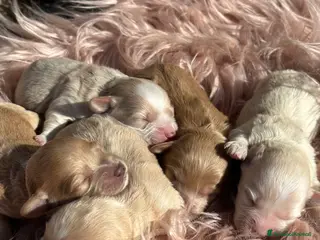 Maltipoo cani Cuccioli di Maltipoo - Annuncio 1