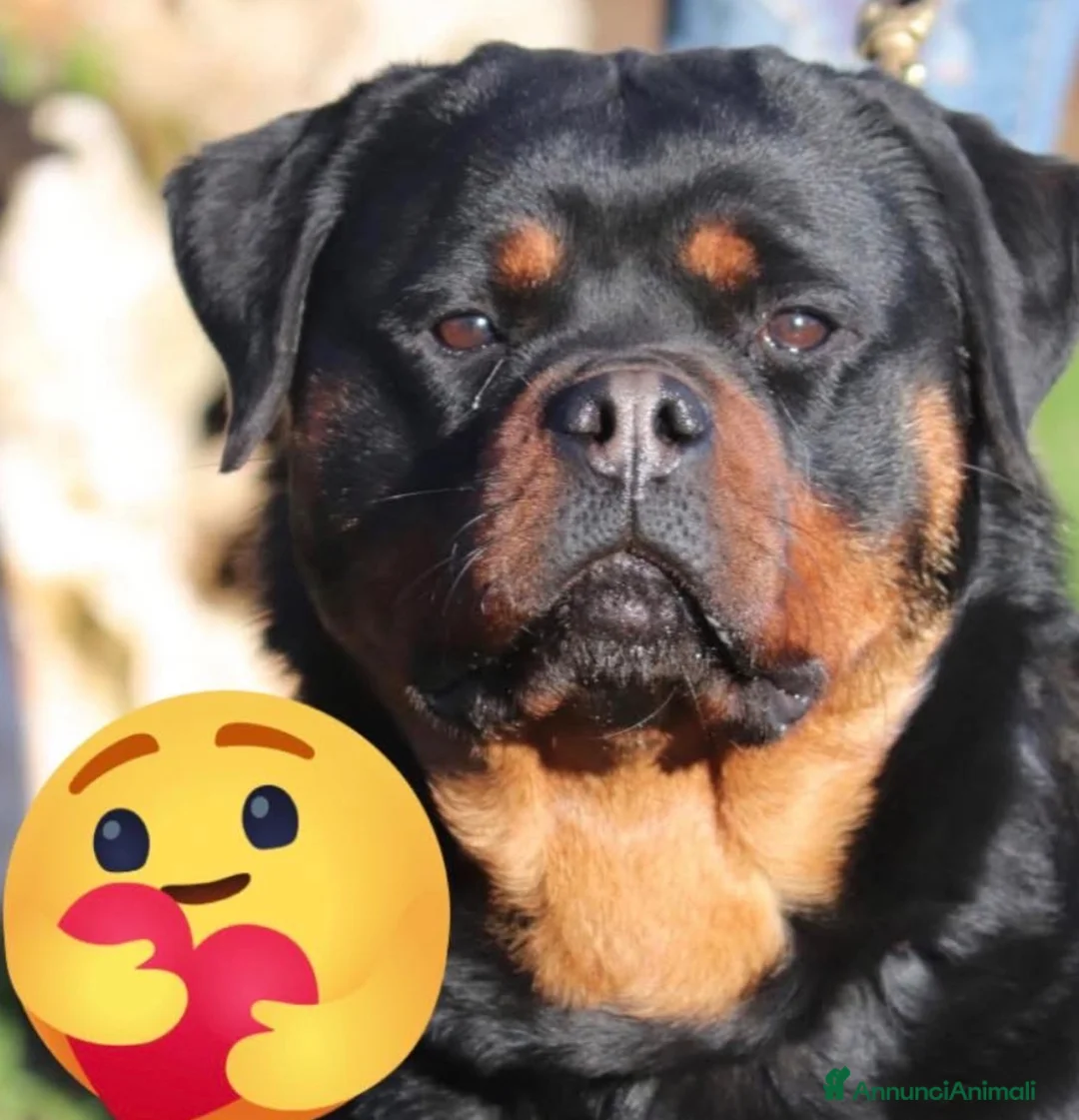 Rottweiler cani in vendita: Femmina rottweiler pedigree e pagamenti agevolati  - Annuncio 5