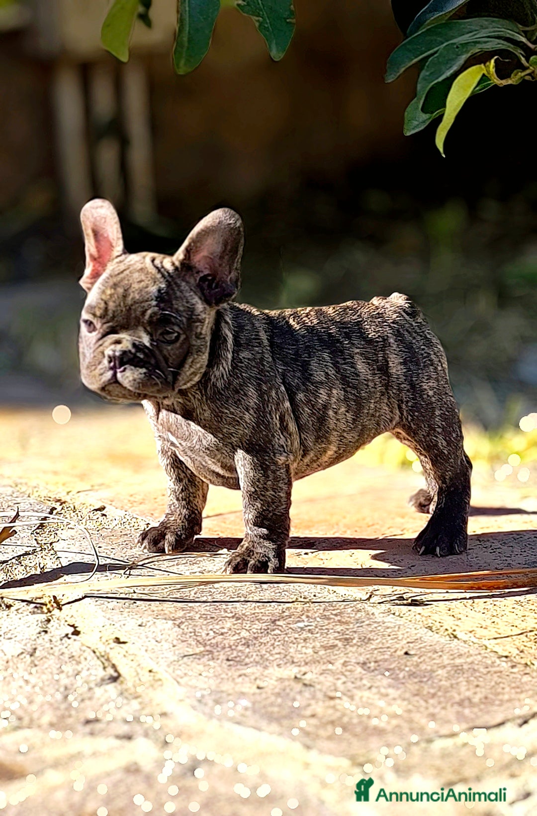 Bulldog Francese cani in vendita: Bulldog francese cuccioli enci a Provincia di Salerno - Annuncio 5