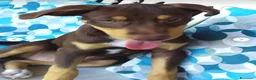 Meticcio cani in regalo: Chico 3mesi tg medio piccola URGENTEEEE SALERNO - Annuncio 1